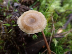 Entoloma readiae