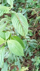 Spinoparapachymorpha spinosa