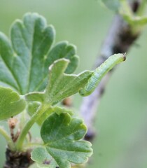 Pristiphora appendiculata