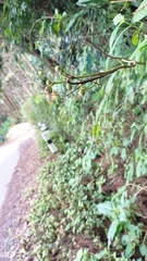 Spinoparapachymorpha spinosa