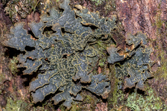 Pseudocyphellaria dissimilis