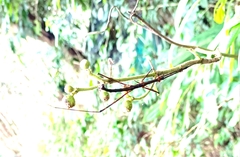 Spinoparapachymorpha spinosa