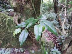 Piper borbonense