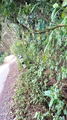 Spinoparapachymorpha spinosa