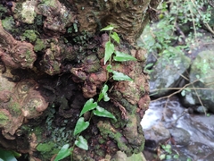 Piper borbonense