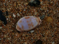 Talostolida pellucens