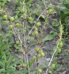Pristiphora appendiculata