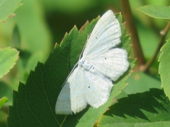 Scopula immutata