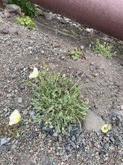Papaver radicatum