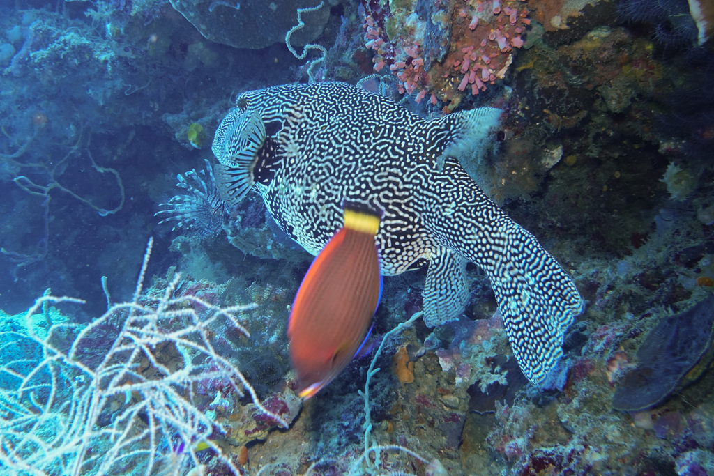 Chiseltooth wrasse (Pseudodax moluccanus) — Labridae