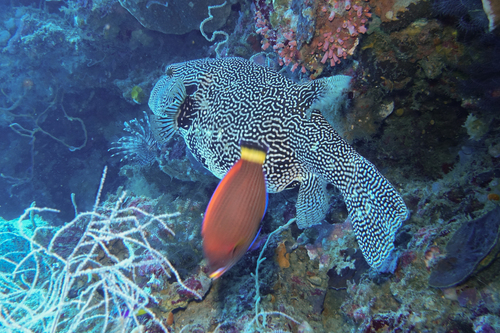 Chiseltooth wrasse (Pseudodax moluccanus) — Labridae