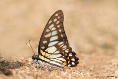 Graphium chironides