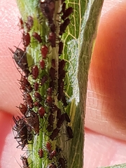 Uroleucon jaceae