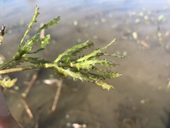 Najas marina intermedia