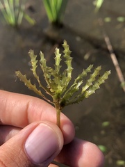 Najas marina intermedia