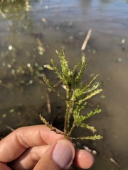 Najas marina intermedia