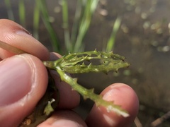 Najas marina intermedia