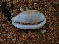 Talostolida pellucens