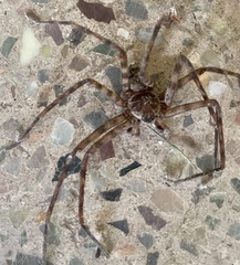 Heteropoda venatoria