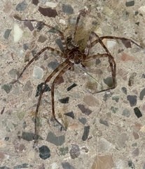 Heteropoda venatoria