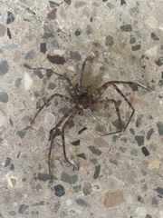 Heteropoda venatoria