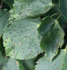 Paracercosporidium microsorum