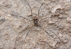 Dasylobus