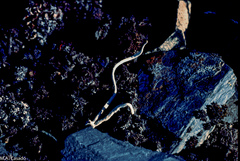 Thamnolia vermicularis