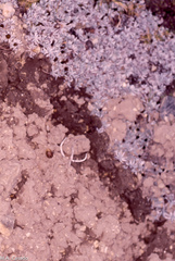 Thamnolia vermicularis