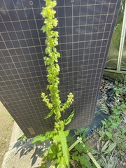 Rumex conglomeratus