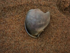 Semicassis bisulcata