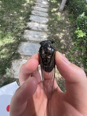 Cryptotympana atrata