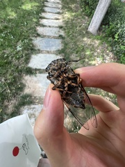 Cryptotympana atrata