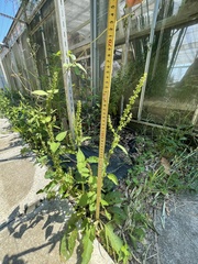 Rumex conglomeratus