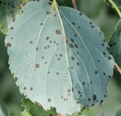 Paracercosporidium microsorum