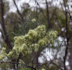 Hakea chordophylla