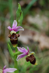 Ophrys scolopax