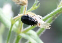 Amara lucida
