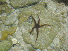 Ophiocoma scolopendrina