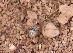 Metaphalangium