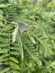 Celastrina argiolus