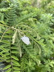 Celastrina argiolus