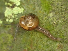 Ovachlamys fulgens