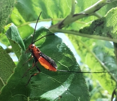 Glyptomorpha pectoralis