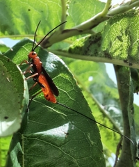 Glyptomorpha pectoralis