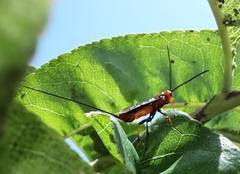 Glyptomorpha pectoralis