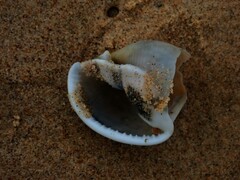 Semicassis bisulcata