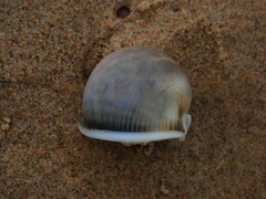 Semicassis bisulcata