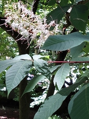 Aesculus parviflora