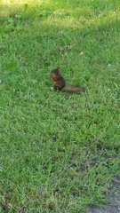 Sciurus vulgaris